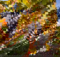 Full Day Tamar Valley Wine Tour - Accommodation Port Hedland