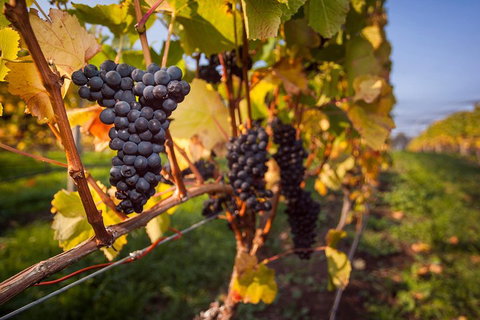 Half Day Tamar Valley Wine Tour - Accommodation Port Hedland 1