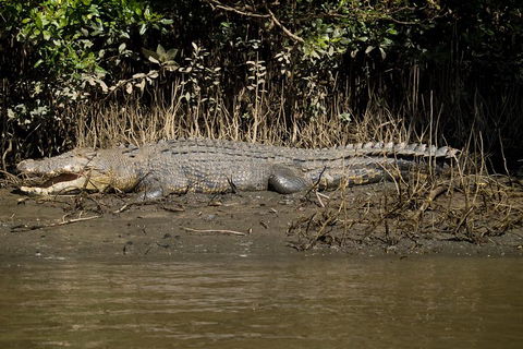 5-Day Best Of Cairns With Daintree, Kuranda, And Great Barrier Reef - Accommodation Port Hedland 5
