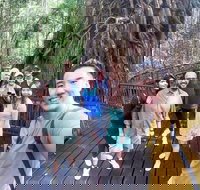 Cairns 4WD Waterfall and Rainforest Tour Including Kuranda Scenic Railway - Accommodation Port Hedland