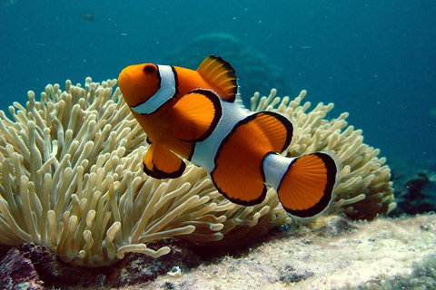 Cairns Reef And Rainforest Combo: Daintree Rainforest And The Great Barrier Reef - Accommodation Port Hedland 2