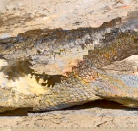 4-Day Cairns Ultimate Combo Daintree Rainforest Reef Kuranda  Paronella Park - Accommodation Port Hedland