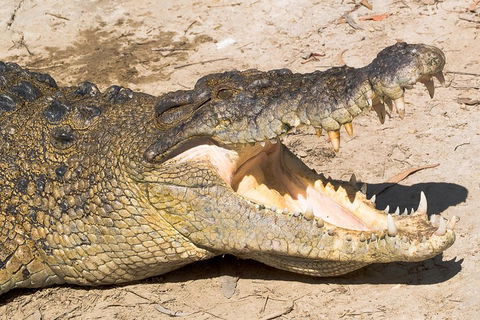 4-Day Cairns Ultimate Combo: Daintree Rainforest, Reef, Kuranda & Paronella Park - Accommodation Port Hedland 0