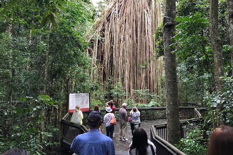 4-Day Cairns Ultimate Combo: Daintree Rainforest, Reef, Kuranda & Paronella Park - Accommodation Port Hedland 5