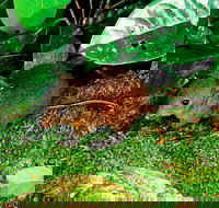 3-Day Small-Group Tour of North Queensland with Pick Up - Accommodation Port Hedland