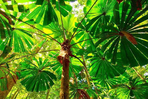 Private Daintree National Park Day Tour From Cairns Including Cape Tribulation And Mossman Gorge - Accommodation Port Hedland 3