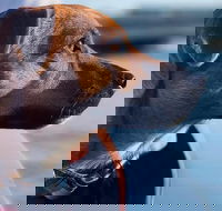 1.5-Hour Boat Rental in Melbourne - Accommodation Port Hedland