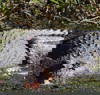 Full Day Tour in the Daintree - Accommodation Port Hedland