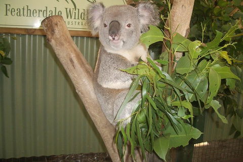 Full-Day Private Blue Mountains Tour With River Cruise - Accommodation Port Hedland 2