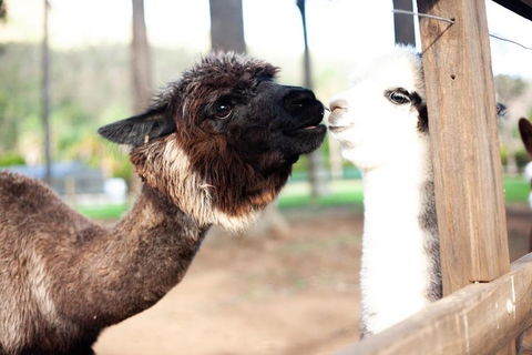 O'Reilly's & Lamington National Park Incl. Alpaca Farm + Vineyard - Accommodation Port Hedland 4