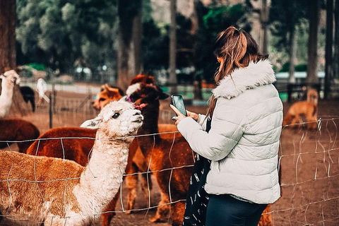 O'Reilly's & Lamington National Park Incl. Alpaca Farm + Vineyard - Accommodation Port Hedland 5