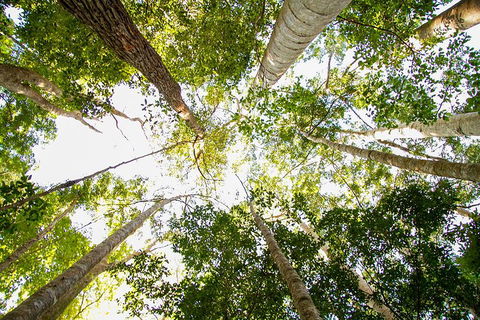 Fraser Island 4WD Tour From Noosa - Accommodation Port Hedland 0