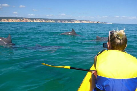 Kayak With Dolphins And 4WD Great Beach Drive Day Trip From Noosa - Accommodation Port Hedland 1