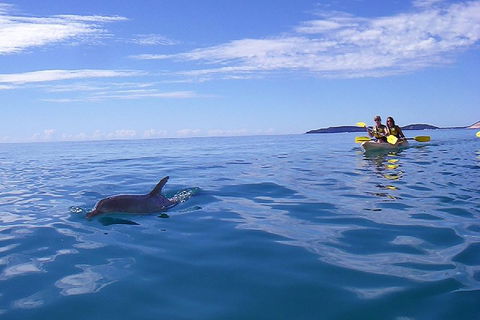 Kayak With Dolphins And 4WD Great Beach Drive Day Trip From Noosa - Accommodation Port Hedland 2
