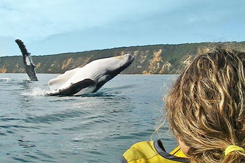 Kayak With Dolphins And 4WD Great Beach Drive Day Trip From Noosa - Accommodation Port Hedland 3