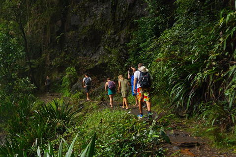Glow Worms Private Tour - Nocturnal Rainforest Walk - Accommodation Port Hedland 1