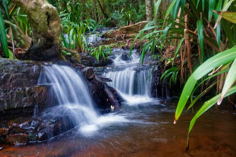 Glow Worms Private Tour - Nocturnal Rainforest Walk - Accommodation Port Hedland 5