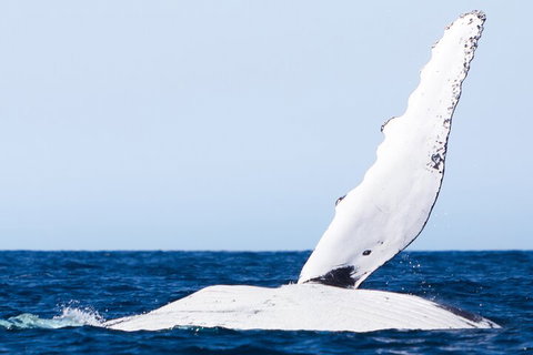 2-Hour Guided Whale Watching Tour At Noosa - Accommodation Port Hedland 0