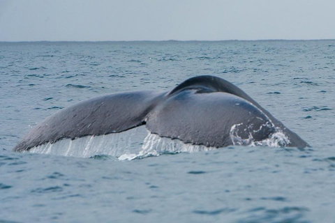 2-Hour Guided Whale Watching Tour At Noosa - Accommodation Port Hedland 1