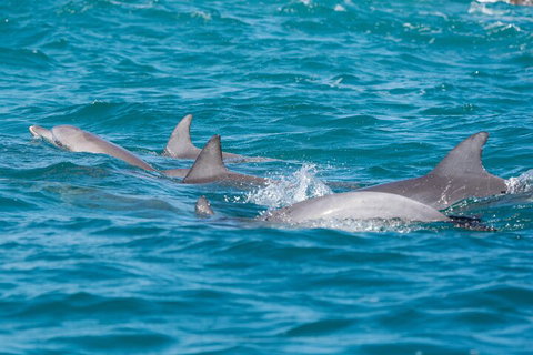 2-Hour Guided Whale Watching Tour At Noosa - Accommodation Port Hedland 2