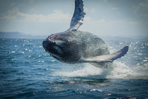 2-Hour Guided Whale Watching Tour At Noosa - Accommodation Port Hedland 3