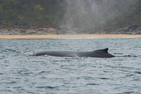 2-Hour Guided Whale Watching Tour At Noosa - Accommodation Port Hedland 5