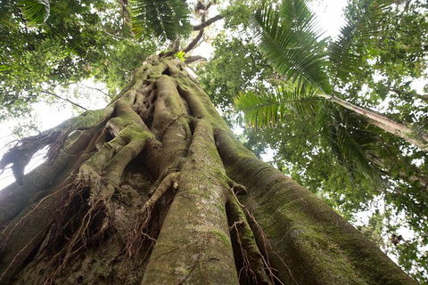 Byron Bay Hinterland Tour Including Rainforest Walk To Minyon Falls - Accommodation Port Hedland 2