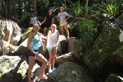 Byron Bay Hinterland Tour Including Rainforest Walk To Minyon Falls - Accommodation Port Hedland 3