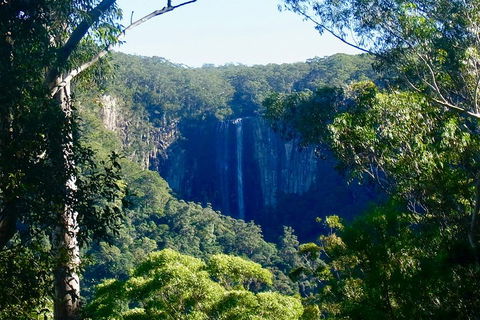 Byron Bay Hinterland Tour Including Rainforest Walk To Minyon Falls - Accommodation Port Hedland 4