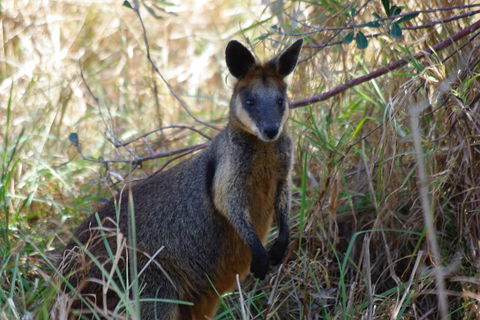 Byron Bay Combo: Hinterland Tour Including Minyon Falls And Kayaking With Dolphins - Accommodation Port Hedland 2