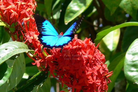Daintree Rainforest, Cape Tribulation, Mossman Gorge Small-Group Day Tour - Accommodation Port Hedland 2