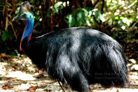 Daintree Rainforest, Cape Tribulation, Mossman Gorge Small-Group Day Tour - Accommodation Port Hedland 3