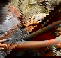 Ngana Julaymba Dungay - Full Day - Accommodation Port Hedland