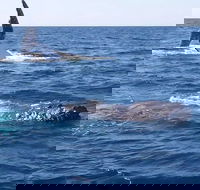 Noosa Whale Watching - Accommodation Port Hedland