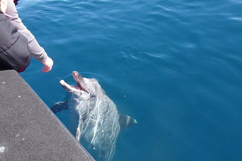 Noosa Wild Dolphin Safari - Accommodation Port Hedland 0