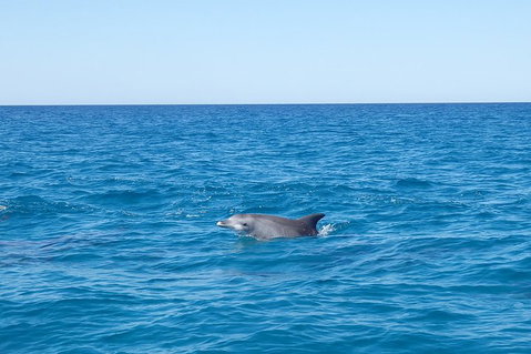 Noosa Wild Dolphin Safari - Accommodation Port Hedland 1