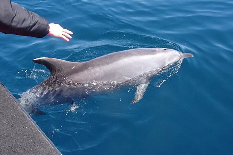 Noosa Wild Dolphin Safari - Accommodation Port Hedland 2