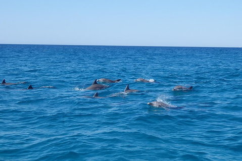 Noosa Wild Dolphin Safari - Accommodation Port Hedland 3