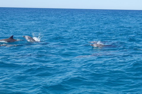 Noosa Wild Dolphin Safari - Accommodation Port Hedland 4
