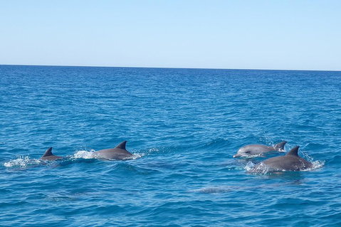 Noosa Wild Dolphin Safari - Accommodation Port Hedland 5