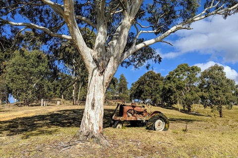Blue Mountains Private Tour - Wild Kangaroos, Waterfalls And The Three Sisters - Accommodation Port Hedland 1