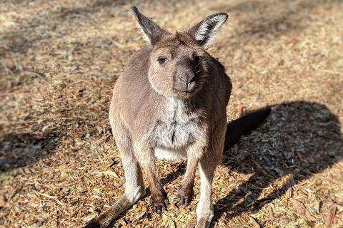 Blue Mountains Private Tour - Wild Kangaroos, Waterfalls And The Three Sisters - Accommodation Port Hedland 2