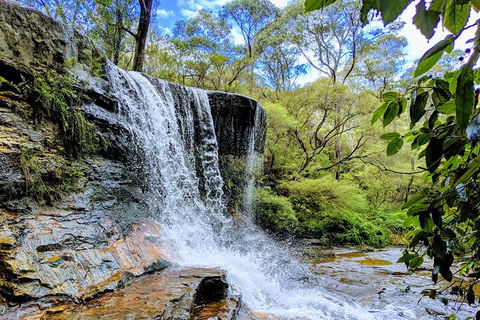 Blue Mountains Private Tour - Wild Kangaroos, Waterfalls And The Three Sisters - Accommodation Port Hedland 5