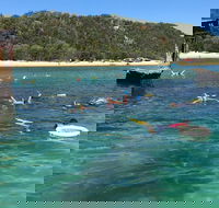 All Inclusive Dolphin and Tangalooma Wrecks Cruise - Accommodation Port Hedland