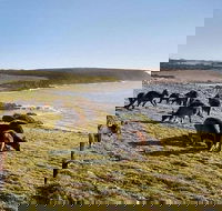 Kangaroo Island Personal Group Tours - Accommodation Port Hedland