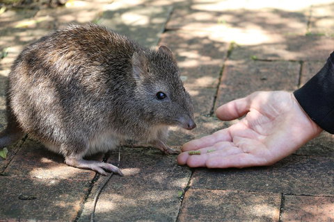 Cleland Wildlife Park Tour From Adelaide Including Mount Lofty Summit - Accommodation Port Hedland 2