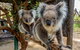 Cleland Wildlife Park Tour From Adelaide Including Mount Lofty Summit - thumb 3