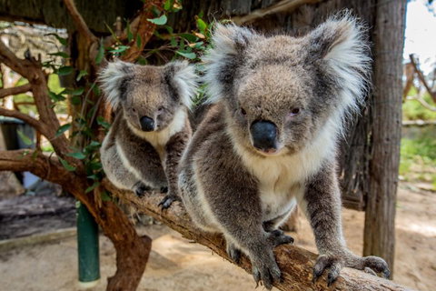 Cleland Wildlife Park Tour From Adelaide Including Mount Lofty Summit - Accommodation Port Hedland 3