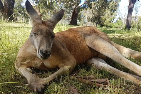 Cleland Wildlife Park Tour From Adelaide Including Mount Lofty Summit - Accommodation Port Hedland 5