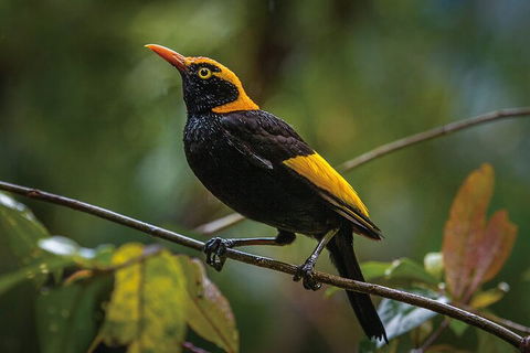 O'Reilly's & Lamington National Park From Gold Coast - Accommodation Port Hedland 1